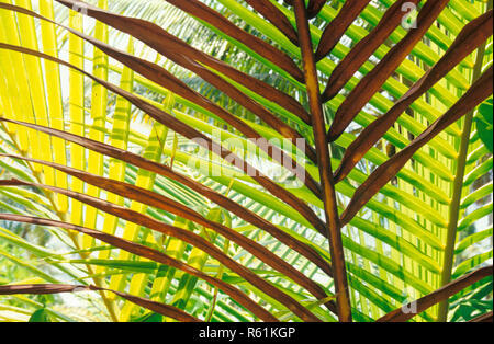 Modello di Palm tree leaf Foto Stock