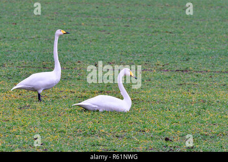 Whooper Cigni in un campo Foto Stock