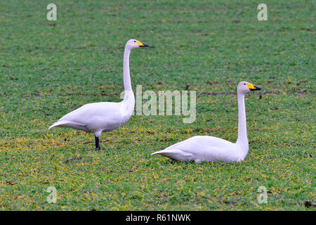 Whooper Cigni in un campo Foto Stock