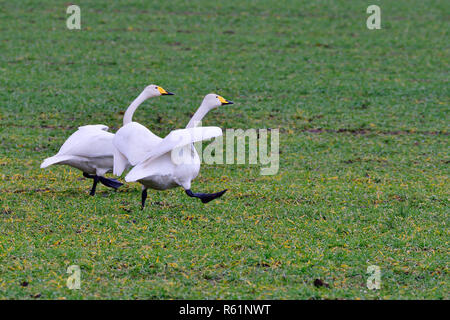 Whooper Cigni in un campo Foto Stock