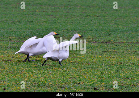 Whooper Cigni in un campo Foto Stock