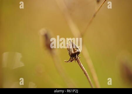 Tarassaco secco nel campo, macro closeup. Foto Stock