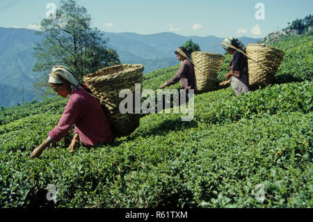 Le donne che lavorano nel giardino di tè a Darjeeling, West Bengal, India Foto Stock