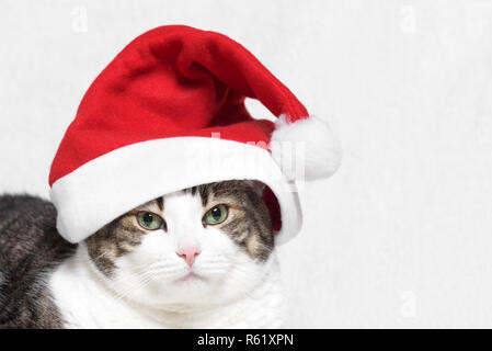 Gatto di natale in rosso di Santa Claus hat, su sfondo bianco Foto Stock