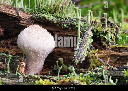 Foto macro di un comune fungo puffball (Lycoperdon perlatum) fungo su un moncone di muschio Foto Stock