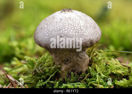 Foto macro di un comune fungo puffball (Lycoperdon perlatum) a forma di fungo presente sul terreno di muschio Foto Stock