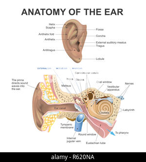 Anatomia dell'orecchio Foto Stock