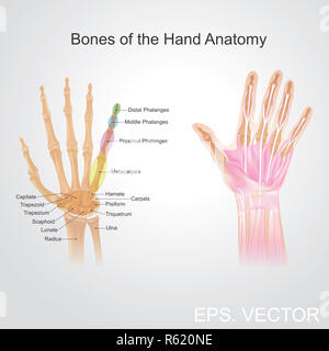 Ossa della Mano anatomia Foto Stock