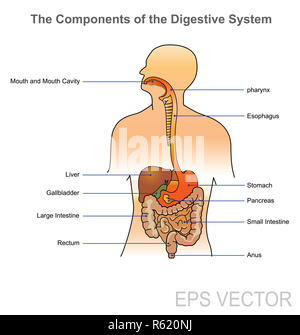 L'apparato digestivo umano. Illustrazione anatomia del corpo. Foto Stock