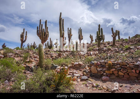 Pukara de Tilcara, Argentina Foto Stock