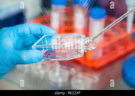 Scienziato che lavora con una coltura cellulare pallone sotto cappa sterile in laboratorio Foto Stock