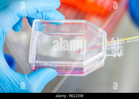 Scienziato che lavora con una coltura cellulare pallone sotto cappa sterile in laboratorio Foto Stock