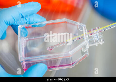 Scienziato che lavora con una coltura cellulare pallone sotto cappa sterile in laboratorio Foto Stock