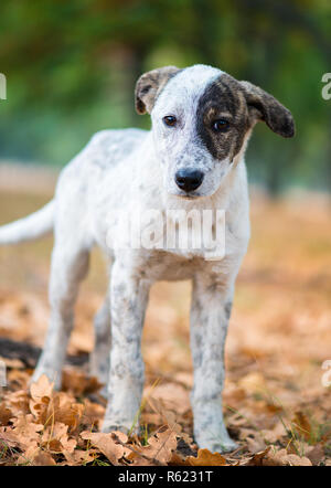 Bellissimo piccolo cucciolo con un occhio nero e uno bianco Foto Stock