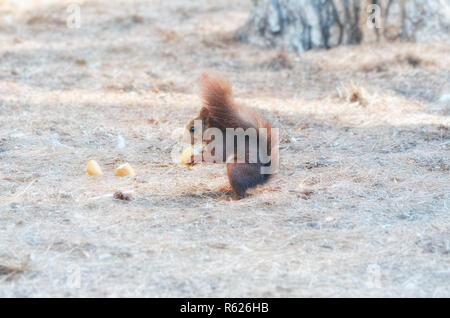 Sciurus vulgaris. Scoiattolo rosso sul terreno, mangiare un pezzo di pane. Fauna spagnolo all'interno di una foresta mediterranea. Luce limitata Foto Stock