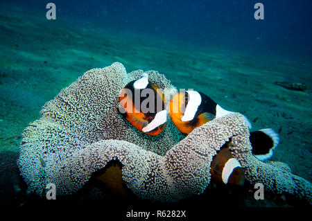 A doppio spiovente (anemonefish amphiprion polymnus) sulla moquette (anemone sticodactila haddoni) Foto Stock