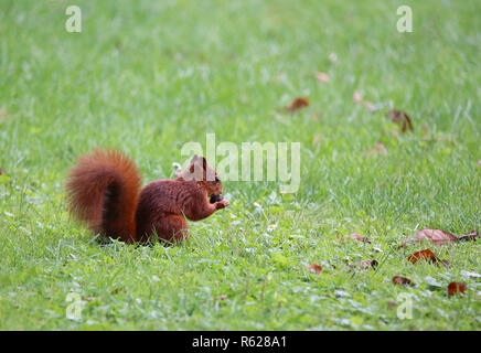 Lo scoiattolo Sciurus vulgaris porta il dado nella zampa Foto Stock