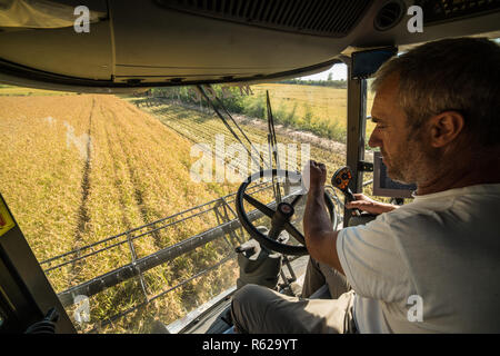 Il riso raccolto in Alto Vercellese area, Piemonte, Italia. Settembre 2018 Foto Stock