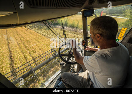 Il riso raccolto in Alto Vercellese area, Piemonte, Italia. Settembre 2018 Foto Stock