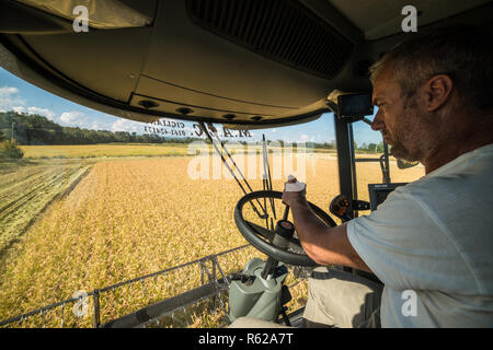 Il riso raccolto in Alto Vercellese area, Piemonte, Italia. Settembre 2018 Foto Stock