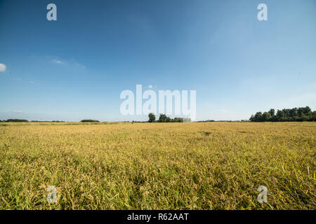 Il riso raccolto in Alto Vercellese area, Piemonte, Italia. Settembre 2018 Foto Stock