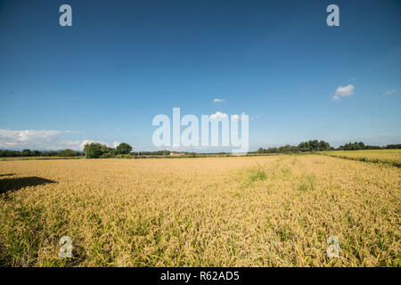 Il riso raccolto in Alto Vercellese area, Piemonte, Italia. Settembre 2018 Foto Stock