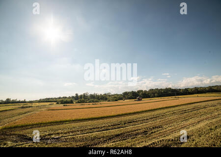 Il riso raccolto in Alto Vercellese area, Piemonte, Italia. Settembre 2018 Foto Stock