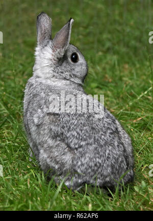 Netherland Dwarf Rabbit Doe Kit colori Chinchilla - tredici settimane Foto Stock