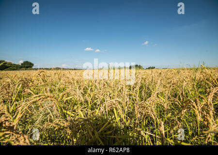 Il riso raccolto in Alto Vercellese area, Piemonte, Italia. Settembre 2018 Foto Stock