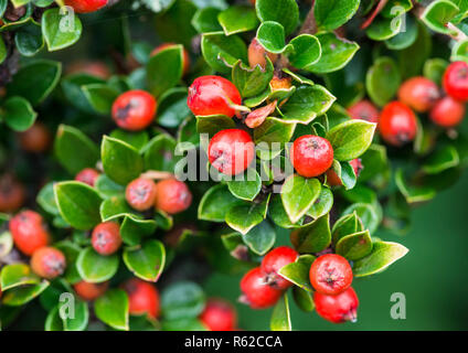 Una macro shot di alcuni dei primi cotoneaster bacche. Foto Stock