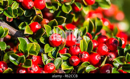 Una macro colpo di bacche rosse di cotoneaster bush. Foto Stock