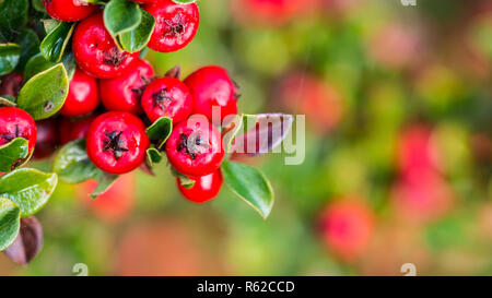 Una macro shot di alcuni red cotoneaster bush bacche. Foto Stock