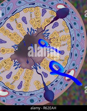 Virus di Marburg particelle (in blu) e lo sperma proveniente dal tubo seminifero, un sito di privilegio immunitario e produzione di spermatozoi nel testicolo, di un primate non umano che è sopravvissuto virus di Marburg infezione. Foto Stock