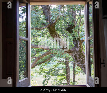 I rami degli alberi come si vede guardando attraverso la finestra di una vecchia casa Foto Stock