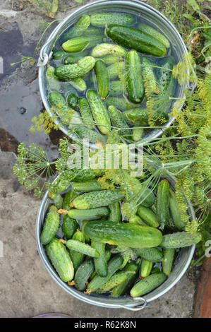 Il raccolto di cetrioli freschi raccolti dal giardino si trova nella benna preparato per inscatolamento con aneto Foto Stock
