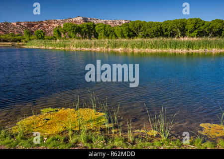 Laguna a zona ripariale nella verde vallata del fiume, Dead Horse Ranch State Park, vicino a pioppi neri americani, Arizona, Stati Uniti d'America Foto Stock