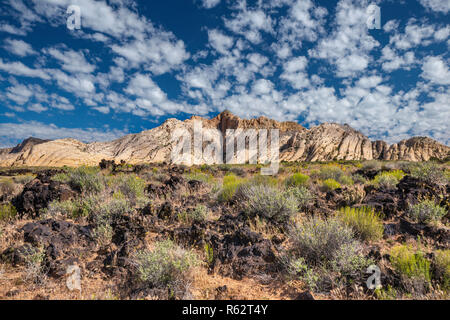 Le calendule in fiore a rocce vulcaniche, Whiterocks area in distanza, sotto il cielo sgombro, dal flusso di lava Trail a Snow Canyon State Park, Utah, Stati Uniti d'America Foto Stock