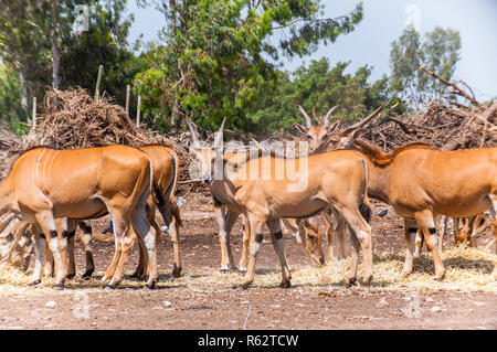 Grande allevamento di comune Elands pascolare nel campo in Safari Foto Stock