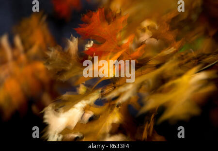 Fort Worth, Texas, Stati Uniti d'America. 1 dicembre, 2018. Novembre 30, 2018. Caduta lascia soffiare venti di tempesta in avvicinamento a Fort Worth, Texas. Credito: Ralph Lauer/ZUMA filo/Alamy Live News Foto Stock