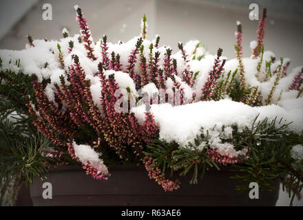 Rosa heather floricoltura in contenitore di plastica, all'aperto sulla terrazza nella stagione invernale, coperto di brina Foto Stock