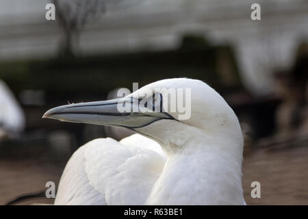 Close up ritratto di un Northern gannet ruotando la testa e lo sfondo sfocato noto anche come Jan van Gent. Foto Stock