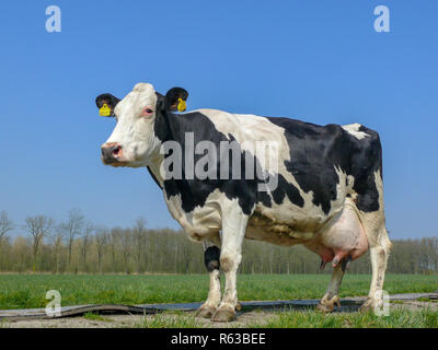 In bianco e nero di vacca, razza bovina Holstein Frisia con grande piena mammelle, su un percorso in un prato con un cielo blu. Foto Stock