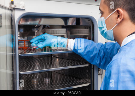 Giovane ricercatore del laboratorio di introdurre una capsula di petri in un incubatore Foto Stock