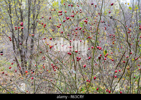 Hips bush con bacche mature. Le bacche di rosa canina su una boccola. Frutti di rose selvatiche. Spinosa rosa canina. Red Rose hips. Foto Stock