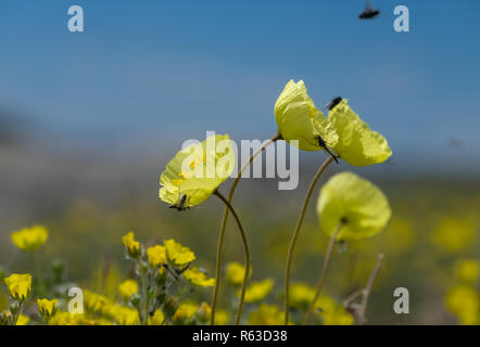 Il papavero polare nelle montagne di Asia Foto Stock