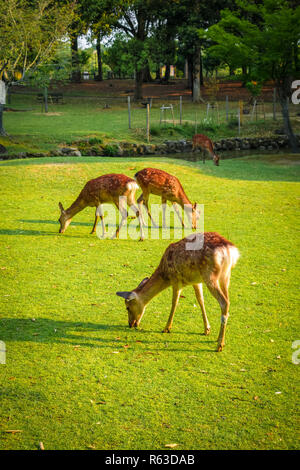 Cervi Sika in Parco di Nara, Giappone Foto Stock