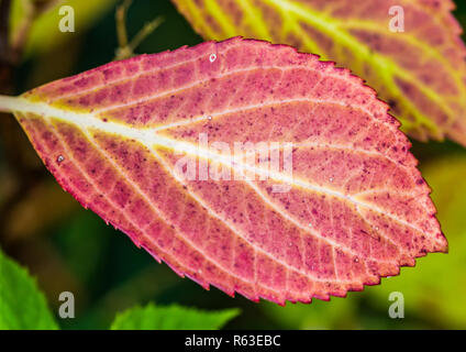 Una ripresa macro di un colorato lacecap hydrangea bush foglia. Foto Stock
