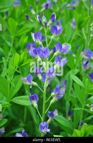 Indigolupine (baptisia australis) Foto Stock