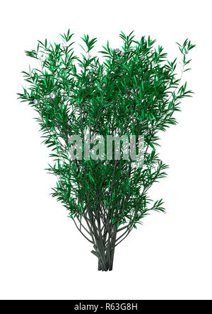 3D Rendering Bush Oleandro con fiori su bianco Foto Stock