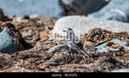 Pied (bianco) wagtail, alla ricerca di cibo sulle rive del mare irlandese. Foto Stock